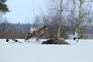 Two white-tailed eagles fighting for prey in a winter scenery watched by magpies