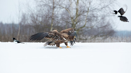 A beautiful white-tailed eagle with spread wings in a winter scenery lurking for a flying magpie