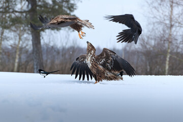 A white eagle with spread wings in a winter scenery being attacked by another white-tailed eagle and a raven