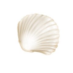 seashell illustration sea world