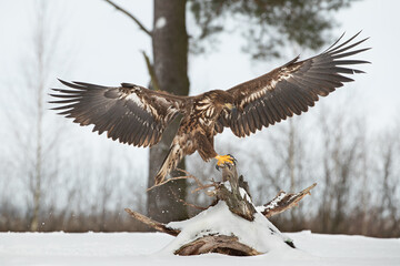A white tailed eagle with spread wings landing on an old tree stump in a winter scenery