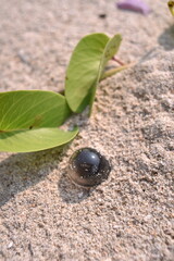 Somethings I found on the sea of Nha Trang, Viet Nam