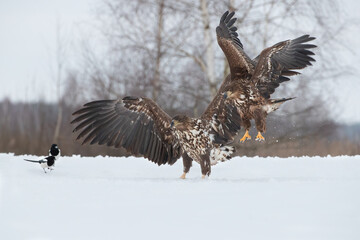 Two bald eagles with spread wings landing in a meadow in a winter scenery