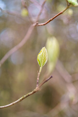 Buds of a tree