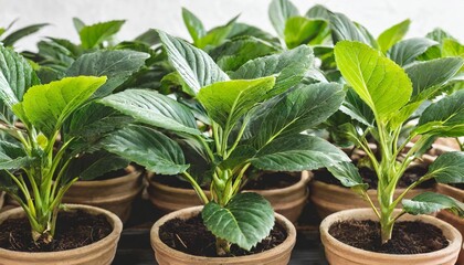 green plants in pots with transparent background