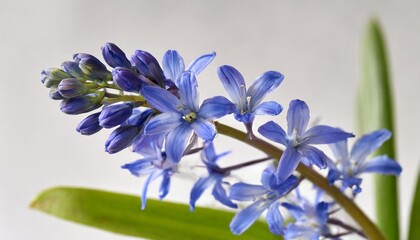 single stem of blue spanish bluebells hyacinthoides hispanica synonyms endymion hispanicus or scilla hispanica against a white background - obrazy, fototapety, plakaty