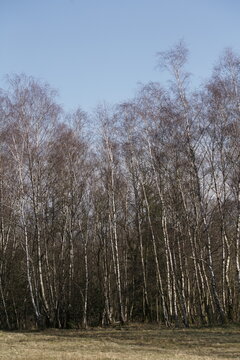 Wald aus Birken und bei blauem Himmel