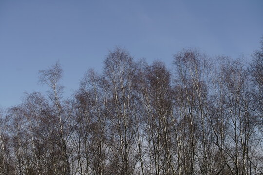 Wald aus Birken und bei blauem Himmel, Petula Pendula