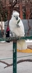 Yellow-crested cockatoo white and grey parrot