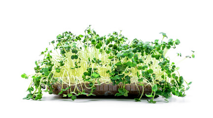 Germinated microgreens sprouts in the soil in plastic container isolated on white background. Micro greens sprouts food. Healthy organic food concept