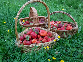 Wooden baskets full with red, ripe strawberries on the ground with green grass in summer. Fruits and food from backyard garden in summer