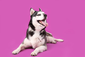 Adorable Husky dog on purple background