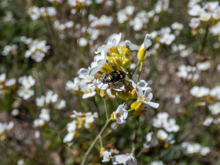 Rape bug, crucifer shield bug, cabbage bug or the brassica bug (Eurydema oleracea) with shiny dark bodywith yellow orange markings on a flower in meadow in summer