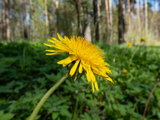 Bright yellow dandelion (Lion's tooth) in bright sunlight flowering among green vegetation with...