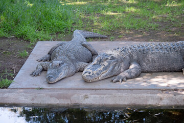 Alligators have a long, rounded snout that has upward facing nostrils at the end