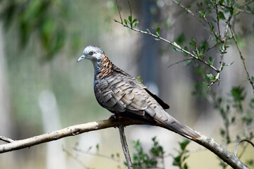 the bar shouoldered dove has a blue-grey head, neck and upper breast, with a distinctive reddish-bronze patch on the hindneck, with dark barring.