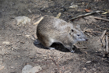 the Southern brown Bandicoots are about the size of a rabbit, and have a pointy snout, humped back, thin tail and large hind feet