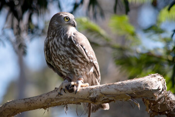 The barking owl has bright yellow eyes and no facial-disc. Upperparts are brown or greyish-brown, and the white breast is vertically streaked with brown. - obrazy, fototapety, plakaty