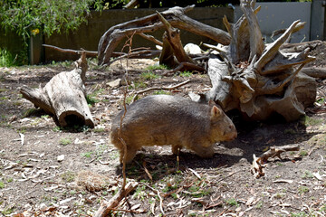 The Common Wombat has a large nose which is shiny black, much like that of a dog. The ears are relatively small, triangular, and slightly rounded.