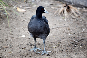 The Eurasian coot is a black sea bird with a white frontal shield