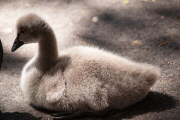 Cygnets are grey when they hatch with black beaks and gradually turn brown over the first six months at which time they learn to fly.