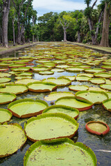 Huge Victoria Amazonica water lily leaves which can reach two meters in diameter floating on the...