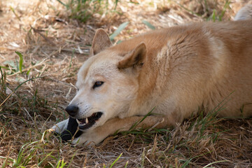 Dingos have a long muzzle, erect ears and strong claws. They usually have a ginger coat and most have white markings on their feet, tail tip and chest.