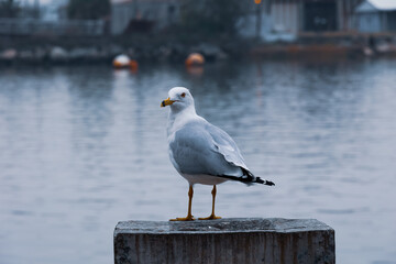 seagull on the pier