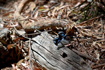 Male fairy wrens have rich blue and black plumage above and on the throat. The belly is grey-white and the bill is black.