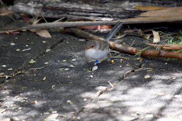 The female fairy wren has a grey-white belly and the bill is black. Females and young birds are mostly brown above with a dull red-orange area around the eye and a brown bill.