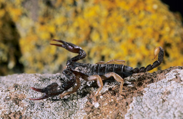 European yellow-tailed scorpion (Euscorpius flavicaudis). Sassari. Sardinia, Italy