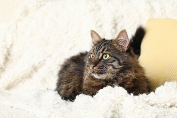 Cute cat with warm blanket sitting on sofa at home