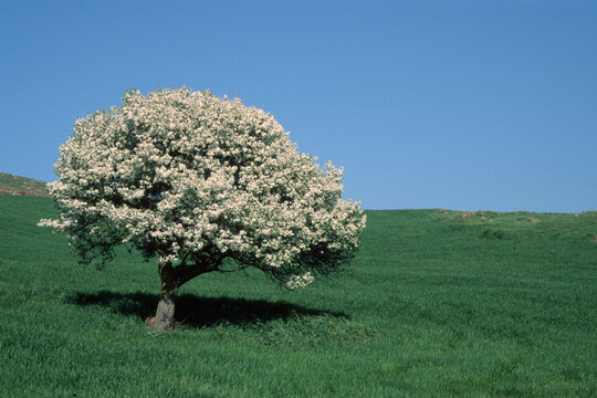 tree on a hill, Osilo Italy Sardinia