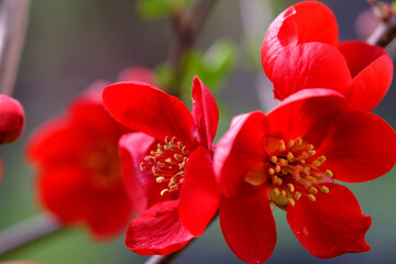 Red quince flower