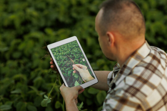 Male farmer or agronomist uses digital tablet to analyse and check the growth and disease of soybeans plants at soya field, seasonal work. Smart farming technology and agriculture business concept.