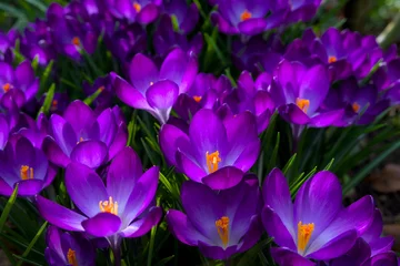 Fotobehang beautiful dark violet crocus blossoms from above © Brinja