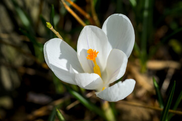 Details of a single fresh yellow blooming crocus