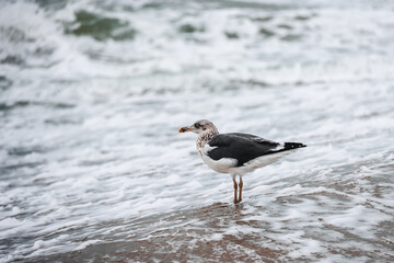 seagull on the beach