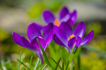 beautiful dark violet crocus blossoms from above