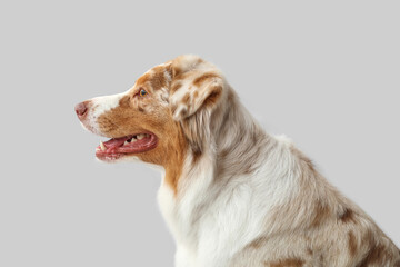 Cute Australian Shepherd dog on light background, closeup