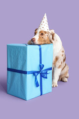 Cute Australian Shepherd dog in party hat with gift on lilac background