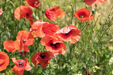 Beautiful blooming poppies on a green blurred background. Selective focus. - 751785537