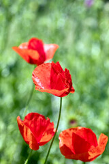 Red field poppies on a sunny May day, selective focus. Beautiful blur of green background. - 751785546