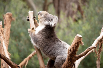 the Koala has a large round head, big furry ears and big black nose. Their fur is usually grey-brown in color with white fur on the chest, inner arms, ears and bottom.