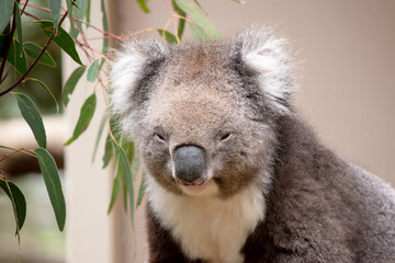 the Koala has a large round head, big furry ears and big black nose. Their fur is usually grey-brown in color with white fur on the chest, inner arms, ears and bottom.