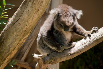 the koala is moving along the tree looking down