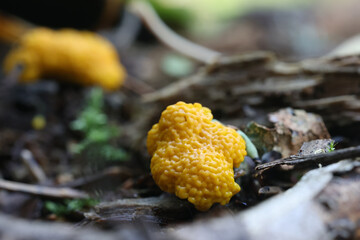 Physarum virescens, a yellow slime mold from Finland, no common English name