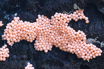 Naklejka na ściany i meble Arcyria ferruginea, early stage of a candy slime mold from Finland, no common English name