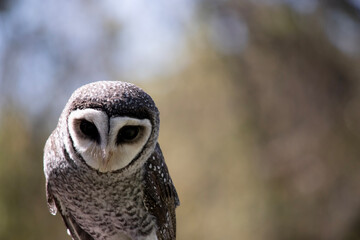 The lesser sooty owl is a dark sooty-grey in color, with large eyes in a grey face, fine white...