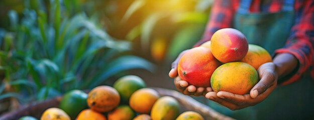 A fresh harvest of mangoes cradled in a farmer's hands, sunlight illuminating the fruits....
